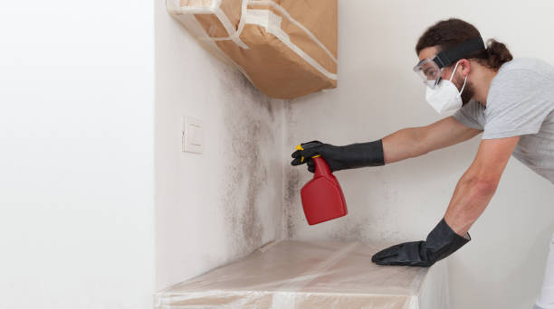 Professional Basement Mold Removal technician working in Winchester, MA