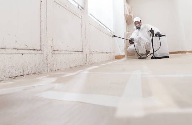 24/7 Emergency Basement Mold Removal experts in Winchester, MA