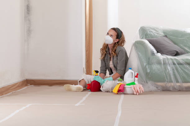 Reliable Basement Mold Removal contractor in Winchester, MA by Cheap Mold Removal