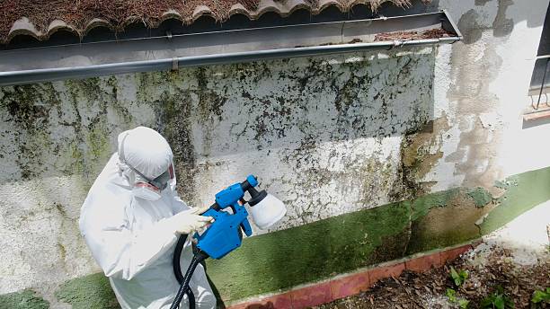 Top rated local Basement Mold Removal specialists in Winchester, MA